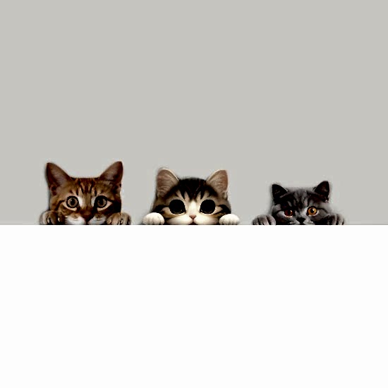 çlü Sevimli Kediler Canlı Renk Ahşap Priz Sticker